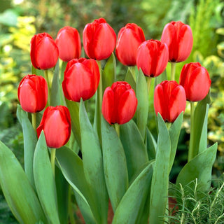 Tulpe - Red Impression - Tulipa - Mehrfarbige, langanhaltende Blüten - 5 Blumenzwiebeln