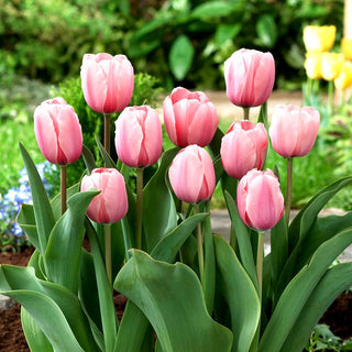 Tulpe - Salmon Impression - Tulipa - Bildet lachsfarbene zarte Teppiche - 5 Blumenzwiebeln