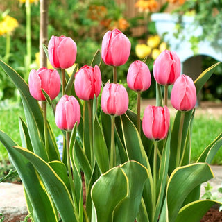 Tulpe - Design Impression - Tulipa - Anmutiger, raffinierter Akzent - 5 Blumenzwiebeln