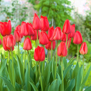 Tulpe - Parade - Tulipa - Kräftig rote Blüten, langanhaltend - 5 Blumenzwiebeln
