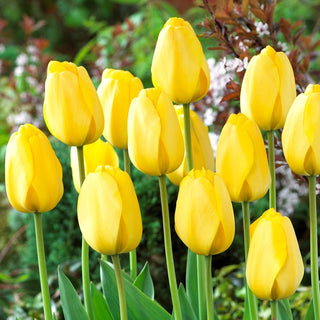 Tulpe - Golden Parade - Tulipa - Klassische Tulpe mit leuchtenden Farben - 5 Blumenzwiebeln