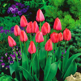 Tulpe - Niigata - Tulipa - Moderne Tulpe voller Anmut - 5 Blumenzwiebeln