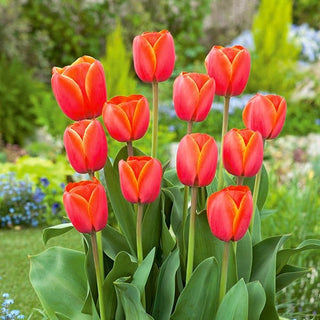 Tulpe - Ad Rem - Tulipa - Zentraler ausdrucksstarker Blickfang im Beet - 5 Blumenzwiebeln