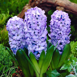 Hyazinthe - Delft Blue - Hyacinthus - Tiefes Klassisches Blau - 3 Blumenzwiebeln