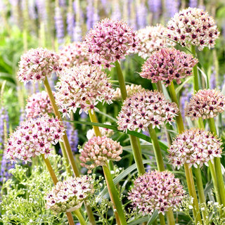 Zierlauch - Silver Spring - Allium - Außergewöhnlich helle Farbe