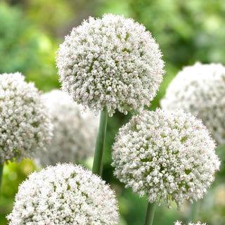 Zierlauch - White Cloud - Allium - Zuverlässige Zierde für Beete - 5 Blumenzwiebeln