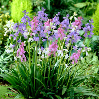 Blaustern - Farbmischung - Scilla - Bunte Teppiche, Frühlingsbote - 10 Blumenzwiebeln
