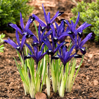 Bartlose Schwertlilie - Blue Note - Iris - Raffinierte elegante Note - 10 Blumenzwiebeln