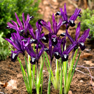Bartlose Schwertlilie - Pauline - Iris - Atemberaubende Frühe Sorte - 10 Blumenzwiebeln