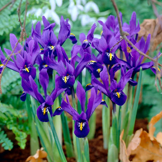 Bartlose Schwertlilie - Pixie - Iris - Magischer Violettton - 10 Blumenzwiebeln