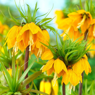 Garten-Kaiserkrone - Striped Beauty - Fritillaria - Verleiht Hauch von Eleganz und Exotik
