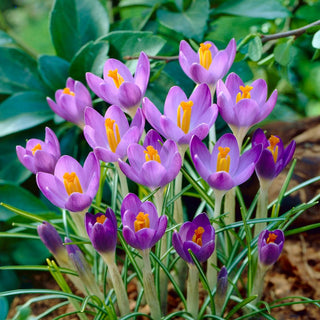 Krokus - Barr's Purple - Crocus - Bildet farbenprächtige Teppiche im Garten - 10 Blumenzwiebeln