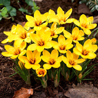 Korolkow-Krokus - Crocus - Lange Blütezeit, Ausdrucksvoll - 10 Blumenzwiebeln