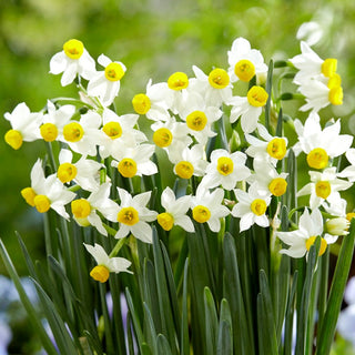 Narzisse - Canaliculatus - Narcissus - Bildet dichte reizvolle Horste - 5 Blumenzwiebeln