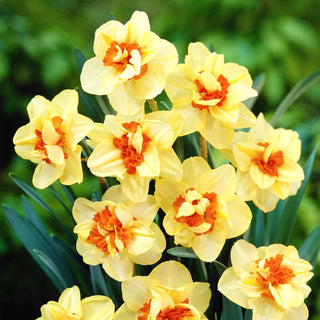 Narzisse - Double Fashion - Narcissus - Ausdrucksvoller Duft im Frühlingsgarten - 5 Blumenzwiebeln