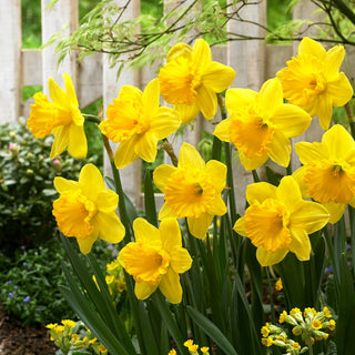 Narzisse - Gigantic Star - Narcissus - Große Blüten, Wow-Effekt im Garten - 5 Blumenzwiebeln