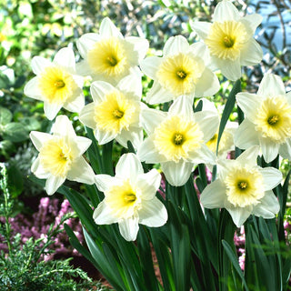 Narzisse - Ice Follies - Narcissus - Ideal für Beet und Kübel - 5 Blumenzwiebeln