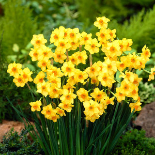 Narzisse - Martinette - Narcissus - Intensives Gelb mit Orange - 5 Blumenzwiebeln