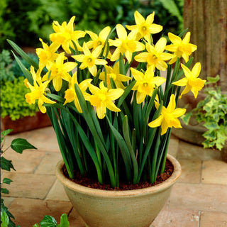 Narzisse - February Gold - Narcissus - Intensives frühfrühlingsgelb - 5 Blumenzwiebeln