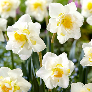 Narzisse - White Lion - Narcissus - Weiß-Gelber Frühjahrsrabattenhit - 5 Blumenzwiebeln