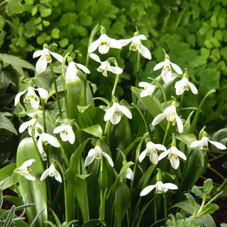 Woronow-Schneeglöckchen - Galanthus - Weitläufige Weiße Teppiche Im März - 5 Blumenzwiebeln