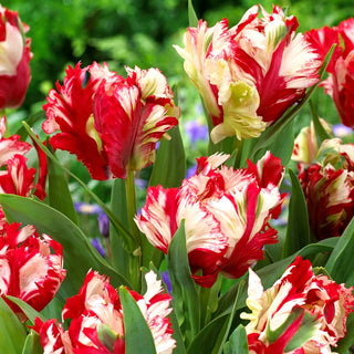 Tulpe - Estella Rijnveld - Tulipa - Selten und fantasievoll - 5 Blumenzwiebeln