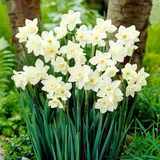 Narzisse - Pueblo - Narcissus - Weiß-Gelbe Frischeexplosion - 5 Blumenzwiebeln