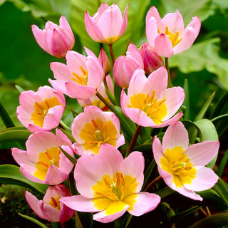 Botanische Tulpe - Lilac Wonder - Tulipa - Sternförmige Blüten, leichte Eleganz - 5 Blumenzwiebeln
