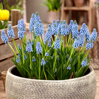 Traubenhyazinthe - Atlantic - Muscari - Intensives Blau für Frühlingsbeete - 10 Blumenzwiebeln