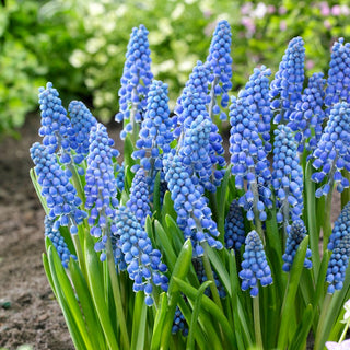 Traubenhyazinthe - Big Smile - Muscari - Blüht im April, begeistert mit Farbe - 10 Blumenzwiebeln