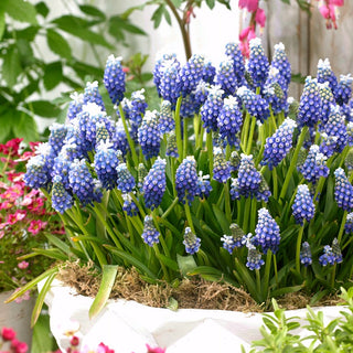 Traubenhyazinthe - Touch of Snow - Muscari - Eleganter Frühlingsaspekt - 10 Blumenzwiebeln