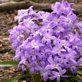 Schneeglanz - Violet Beauty - Violett - Chionodoxa - Zarte violette Frühlingsstaude - 10 Blumenzwiebeln