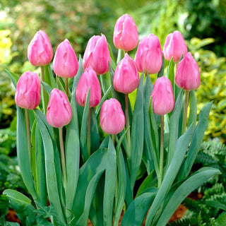 Tulpe - Aafke - Tulipa - Begeistert durch Aussehen und Haltbarkeit - 5 Blumenzwiebeln