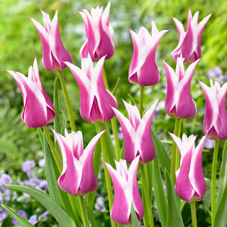 Tulpe - Ballade - Tulipa - Spätblühend, lange Saison - 5 Blumenzwiebeln