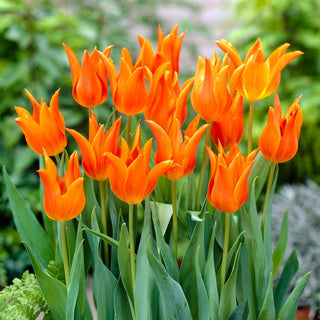 Tulpe - Ballerina - Tulipa - Orange mit himbeerfarbenem Akzent - 5 Blumenzwiebeln