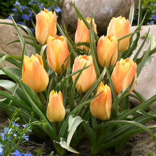 Tulpe - Batalinii Bright Gem - Tulipa - Warme Farben im kontrastierenden Grün - 5 Blumenzwiebeln
