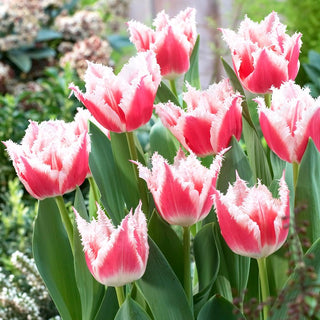 Tulpe - Bell Song - Tulipa - Nostalgisches Ambiente im Garten - 5 Blumenzwiebeln