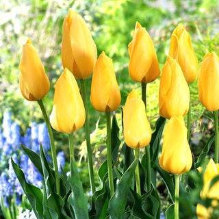 Tulpe - Big Smile - Tulipa - Fröhliche Farbe, frühlingshafte Wirkung - 5 Blumenzwiebeln