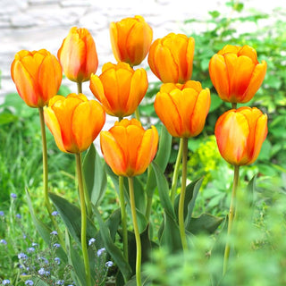Tulpe - Blushing Apeldoorn - Tulipa - Natürlicher Charme in klassischer Form - 5 Blumenzwiebeln