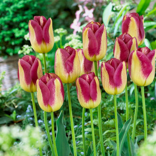 Tulpe - Boston - Tulipa - Bordeaux Creme Einzigartigkeit - 5 Blumenzwiebeln