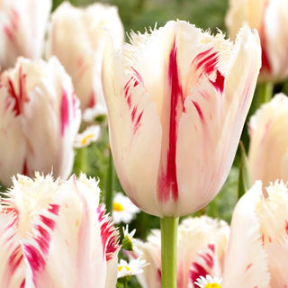Tulpe - Carrousel - Tulipa - Zarter Luxus im Garten - 5 Blumenzwiebeln