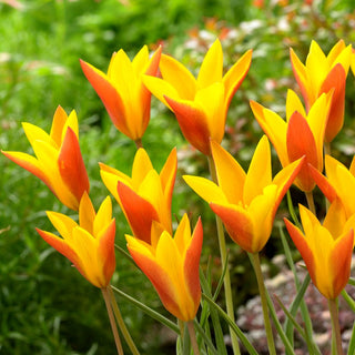 Tulpe - Chrysantha Tubergens Gem - Tulipa - Frühlingssterne im Garten - 5 Blumenzwiebeln