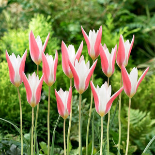 Tulpe - Clusiana Lady Jane - Tulipa - Niedrige Sorte mit großem Charme - 5 Blumenzwiebeln