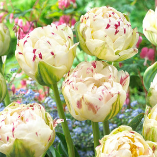 Tulpe - Danceline - Tulipa - Zieht Blicke auf sich und erregt Aufmerksamkeit - 5 Blumenzwiebeln