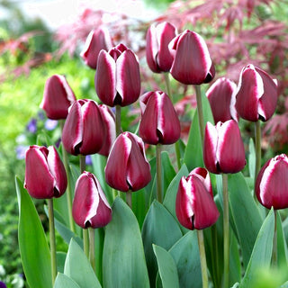 Tulpe - Fontainebleau - Tulipa - Ideal für Vasen und Dekoration - 5 Blumenzwiebeln
