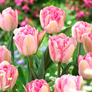 Tulpe - Foxtrot - Tulipa - Dichtes Blütenteppich im Mai - 5 Blumenzwiebeln
