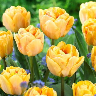Tulpe - Foxy Foxtrot - Tulipa - Ideal für kleine Gärten - 5 Blumenzwiebeln