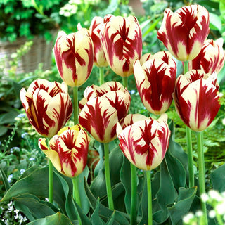 Tulpe - Grand Perfection - Tulipa - Schlanke Blütenblätter, Markante Streifen - 5 Blumenzwiebeln