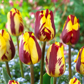 Tulpe - Helmar - Tulipa - Explosion außergewöhnlicher Farben - 5 Blumenzwiebeln