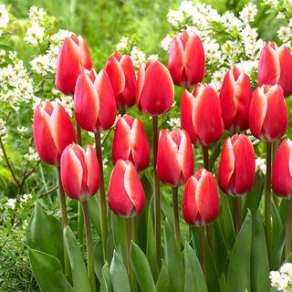 Tulpe - Kelly - Tulipa - Außergewöhnlich dekorativ und ausdrucksstark - 5 Blumenzwiebeln